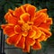 Dark Orange Queen Sophia Marigold or French Marigold