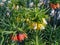 Dark orange and yellow Fritillaria Imperialis Aurora flowerfield with colorful flowers tulip background