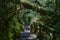 Dark and over grown jungle path leading through the rain forest of queulat national park.