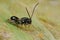 A dark parasitoid wasp