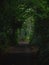 Dark path leading through the forest in England