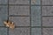 Dark Paver Bricks with Oak Leaf