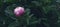 Dark peonies in garden. Banner concept with plant and flower