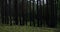 Dark pine forest in dusk slide shot