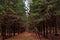 Dark pine forest in the fall. Russia