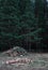 Dark pine forest. Logs in the meadow. Background.