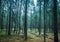 Dark pine tree forest landscape, Karelia, Russia