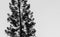 Dark pine tree sihouette in white background