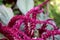 Dark pink Amaranth or Amaranthus cosmopolitan annual plant flowers arranged in colourful bracts looking like unusual flower snakes
