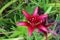 Dark Pink Asiatic Lily Flowers in a Garden