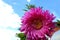 Dark pink aster against the sky with clouds