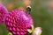 Dark Pink Ball Dahlia and Bumble Bee