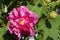 Dark Pink Blossom of Confederate Rose - hibiscus mutablis