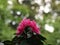 Dark pink  blossoms of an rhododendron plant bush. Dark green withe, very blurred background, a strong contrast that brings out