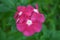 Dark pink Catharanthus flower, Catharanthus sp.