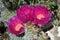 Dark Pink Cholla Cactus Blossom