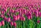 Dark pink colored tulips from close