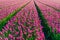 Dark pink colored tulips in long converging tulip beds