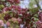 Dark pink crabapple blooming in the spring