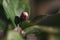 Dark pink flower bud of a lemon tree Citrus limon.