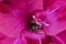 Dark pink flower the gladiolus. The background. Texture close up Blur.