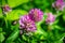 Dark pink flower. Red clover or Trifolium pratense inflorescence, close up.