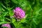 Dark pink flower. Red clover or Trifolium pratense inflorescence, close up.