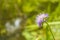 Dark pink flower. Red clover or Trifolium pratense inflorescence, close up. Purple meadow trefoil blossom with alternate, three le