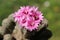 Dark pink flowers on a blooming green cactus gymnocalycium bruchii