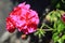 Dark pink Geraniums flower