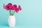 Dark pink gerberas in a vase on Pastel Candy Blue Coloured Background.