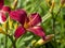 Dark pink Hemerocallis daylily, variety Mountain Laurel