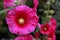 Dark pink Hollyhocks close up with blurred background of other flowers.