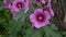 Dark pink Hollyhocks close up in a field. A stalk of dark magenta pink hollyhock flowers