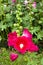 Dark pink Hollyhocks flower in the garden