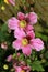 Dark pink Japanese anemones bloom