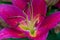 Dark Pink Lilly flower macro in bloom