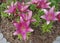 Dark pink Lily in the flowerbed.