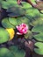 Dark Pink Lotus and It\\\'s Leaves