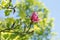 Dark pink magnolia blossom. twig with green leaves, blurry branches and blue sky