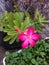 Dark pink one single desert rose with buds and leaves