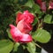 Dark pink partially bloomed rose bud