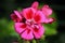 Dark pink Pelargonium zonale