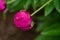 Dark pink peony bud bent over in the rain, rainy day in the garden