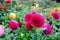 Dark pink pompon or ball dahlias in a garden