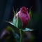 Dark pink, reddish rosebud closeup with a dark background.