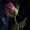 Dark pink, reddish rosebud closeup with a dark background.