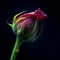 Dark pink, reddish rosebud closeup with a dark background.