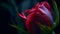 Dark pink, reddish rosebud closeup with a dark background.