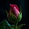 Dark pink, reddish rosebud closeup with a dark background.